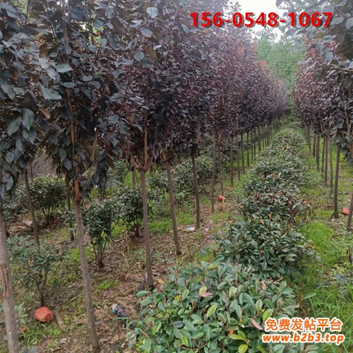 99efee15f61f007e75716012d95d5b68_副本