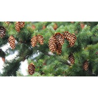 塑料制品香精 佛山市塑料制品香精 广东省塑料制品香精 塑料香精