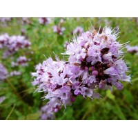 蜡烛香精（香水型：也叫混合花香型：如：阳光，古龙，毒药，一生之水）