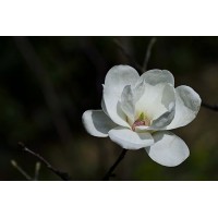 洗手液香精 佛山市洗手液香精 广东省洗手液香精 洗护香精 佛山阿帝兰