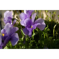 茶香香精 白茶 黑茶 绿茶  茶点茶树茶语 威斯丁白茶 茶香草 雾暖茶香 大吉岭茶 茶点2号 龙井茶