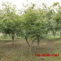 美国红枫苗木 红点红枫 工程苗木 绿化苗木