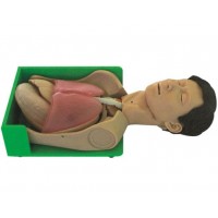 【益联医学】透明洗胃、胃肠减压仿真标准化病人