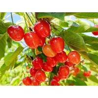 山东樱桃苗种植基地哪家好